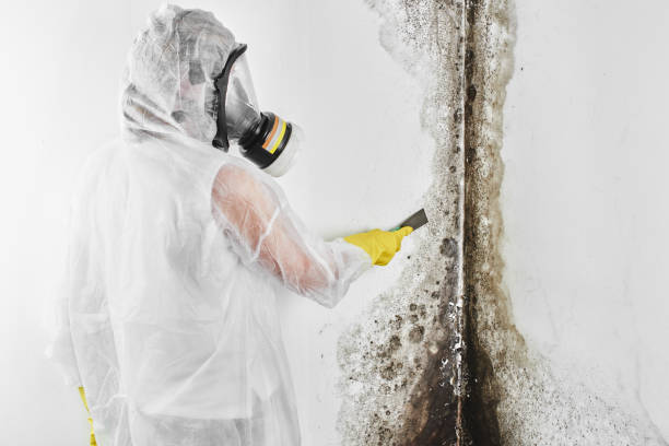 Best Attic Mold Removal  in Roan Mountain, TN