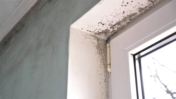 Best Mold Cleaning Services  in Roan Mountain, TN