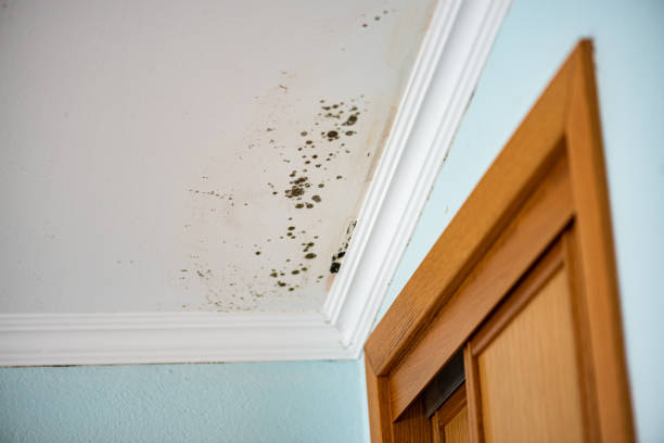 Best Mold Damage Repair  in Roan Mountain, TN