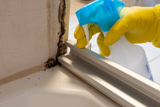 Best Mold Damage Repair  in Roan Mountain, TN