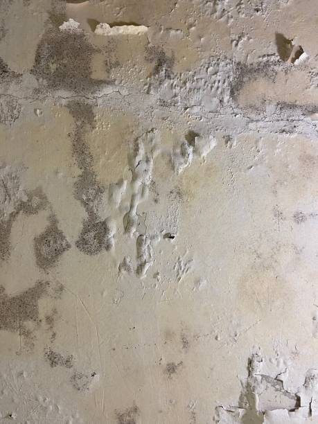 Best Mold Removal Process  in Roan Mountain, TN