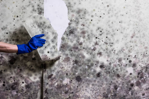 Office Mold Removal Services in Roan Mountain, TN