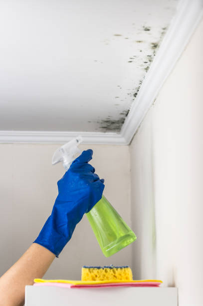 Best Commercial Mold Removal  in Roan Mountain, TN